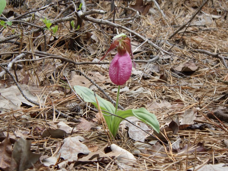 Pink lady's slipper orchid