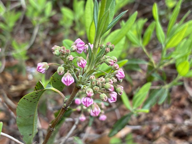 sheep laurel