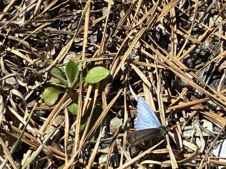 spring azure April 2026