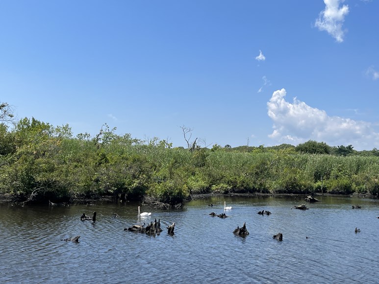 Swans at Wertheim