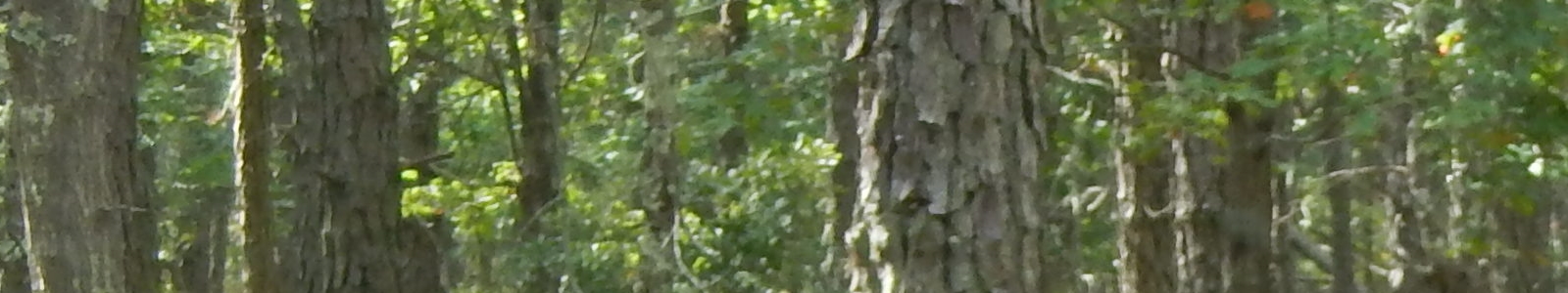 DSCN6162