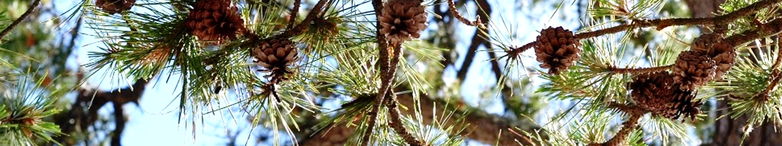 pine_conesdarker